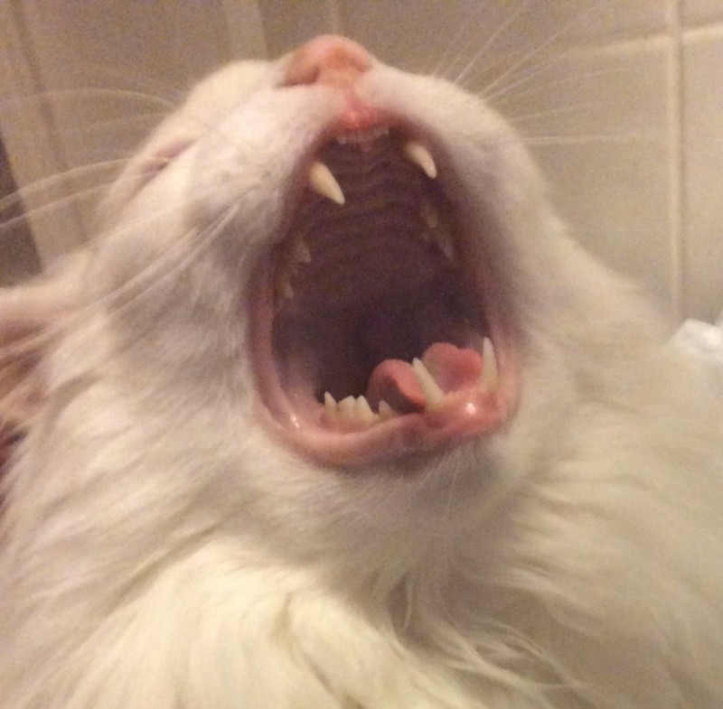 Create meme: screaming cat , screaming cat, the cat screams