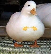 Create meme: duck duck, duck , duck honey