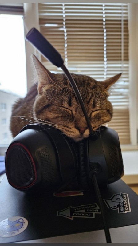 Create meme: cat with a gun, cat , kitten with headphones