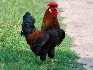 Create meme: Vova cock, I cock, roosters