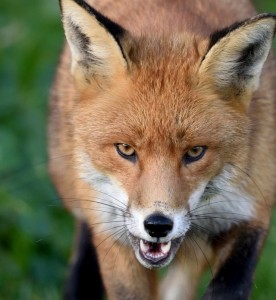 Create meme: Fox face, foxes, Fox