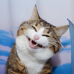 Создать мем: улыбающийся кот с зубами человека, счастливый кот, кот улыбается с зубами