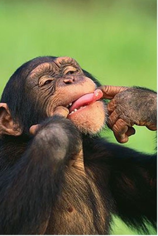 Создать мем: улыбка шимпанзе, шимпанзе смешные, смешные обезьянки