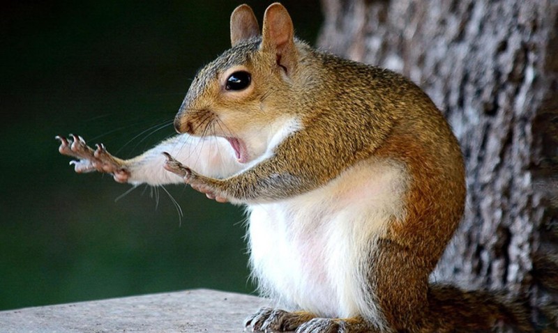 Create meme: funny squirrels, protein protein, proteins animals