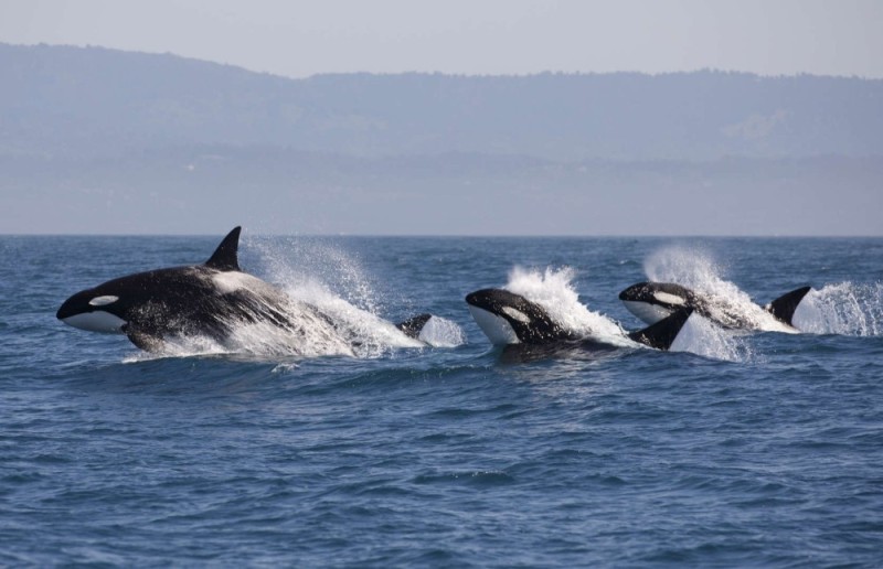 Create meme: killer whales in kamchatka, orcas, whale killer whale