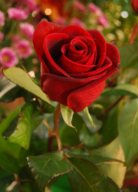 Create meme: rose rose, rose flower, beautiful roses 
