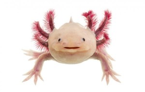 Create meme: the axolotl