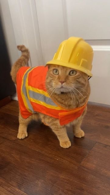 Create meme: cat in a helmet, a cat in a protective helmet, a cat in a construction helmet