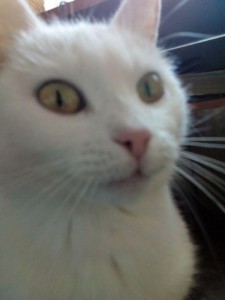 Создать мем: белый кот с зелеными глазами, белая кошка, кошка