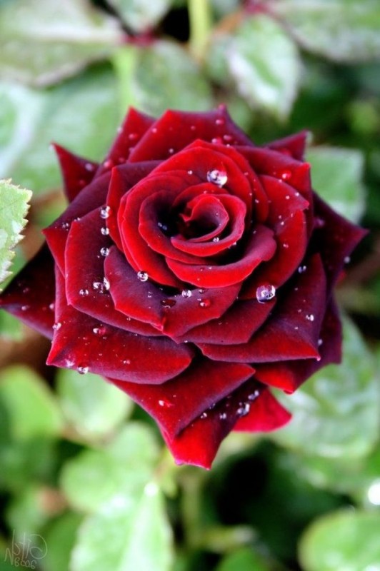 Create meme: roses are scarlet, flowers beautiful roses, rose black