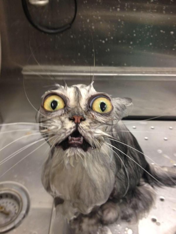 Создать мем: мокрый кот отряхивается, кошка с выпученными глазами, кошка мокрая