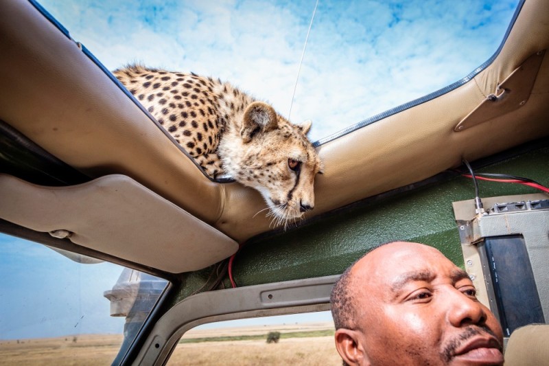 Create meme: selfie with a cheetah, serengeti cheetah safari jeep, cheetah car