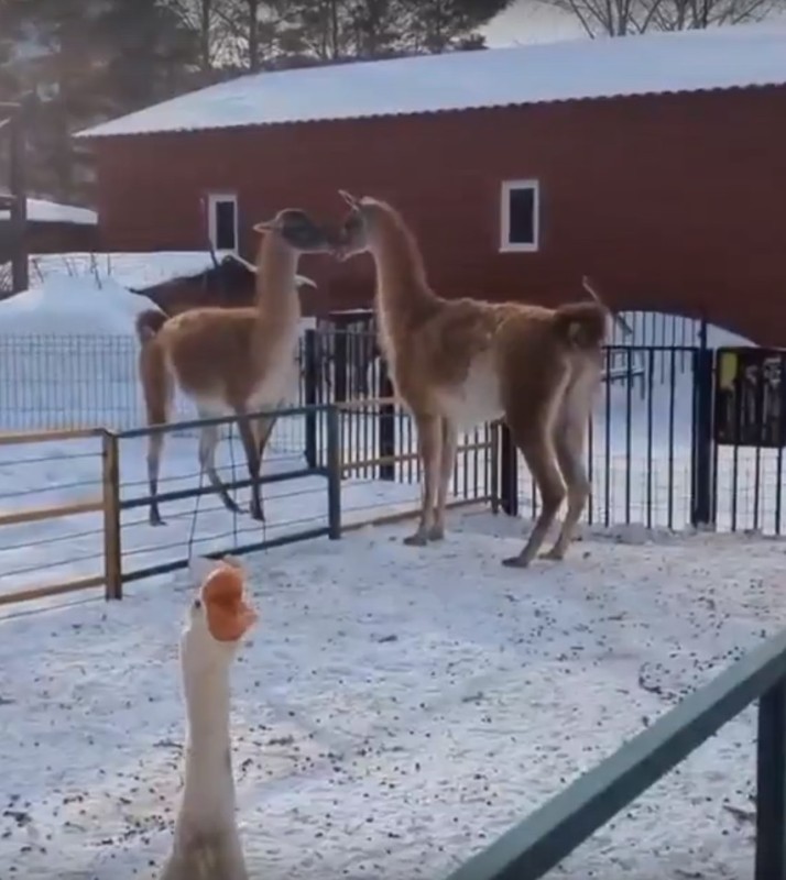 Создать мем: ленинградский зоопарк альпака, костромской зоопарк животные, костромской зоопарк