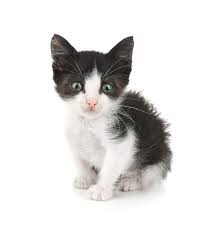 Create meme: black and white kitten, a black and white kitten on a white background, cat 