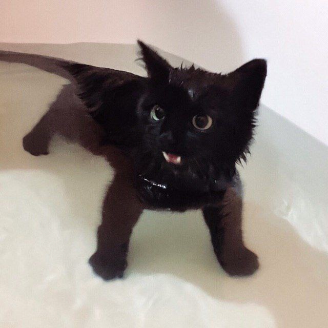 Создать мем: черный кот, котики смешные, мокрая кошка