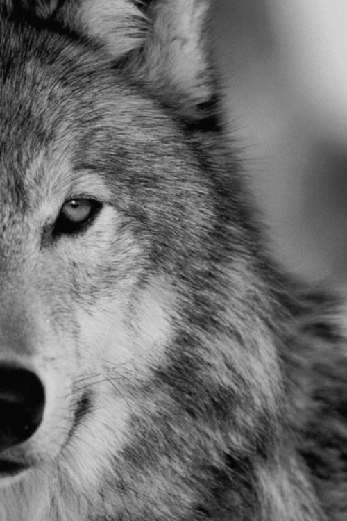 Create meme: wolf wolf, grey wolf , wolf muzzle