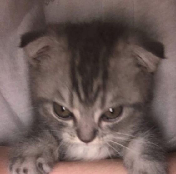 Create meme: Scottish kittens , scottish fold kitten 4 months old, Scottish fold cat