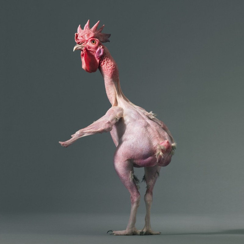 Создать мем: общипанная курица, ощипанный петух, ощипанная курица