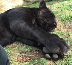 Create meme: Panther , black panther jaguar, Panther sleeps