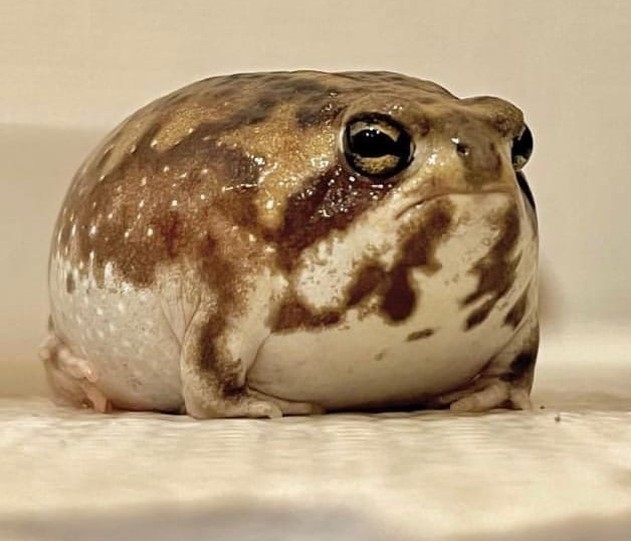 Create meme: frog african narrowcut, frog toad, desert narrow - necked frog