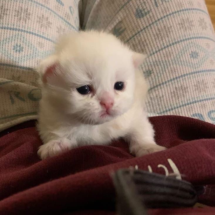 Create meme: lop-eared kitten, lop-eared Scottish fold, Scottish fold kittens 