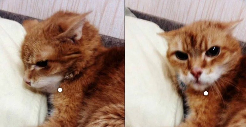 Create meme: red cat , red kittens before and after, ginger kitten 