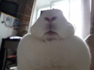 Create meme: funny rabbit, funny bunnies, cute bunnies