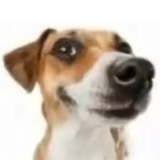 Create meme: Russell Terrier, dog, Jack Russell Terrier
