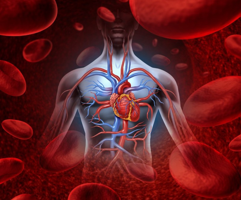 Создать мем: система кровообращения человека, для сердца и сосудов, система кровообращения человека сердце и кровеносные сосуды