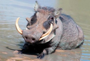 Create meme: warthog cute, boar warthog, warthog animal