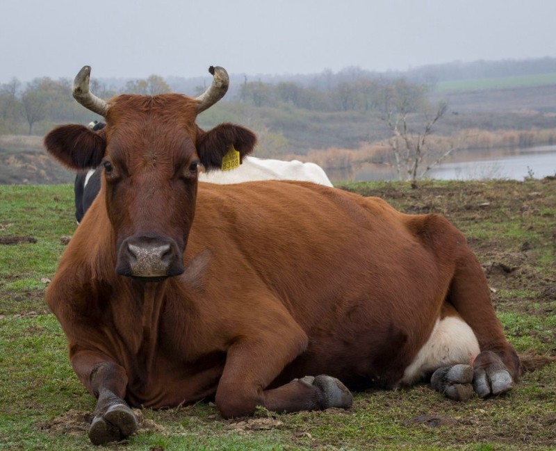 Create meme: cow bull, cow red, cow 