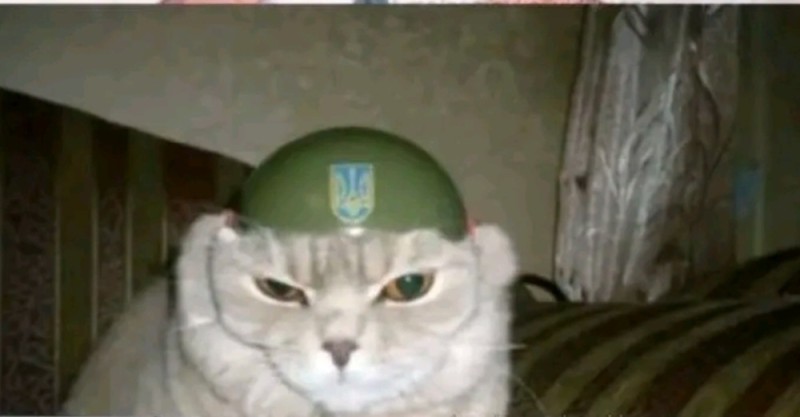 Create meme: a cat in a military helmet, cat paratrooper, border guard cat