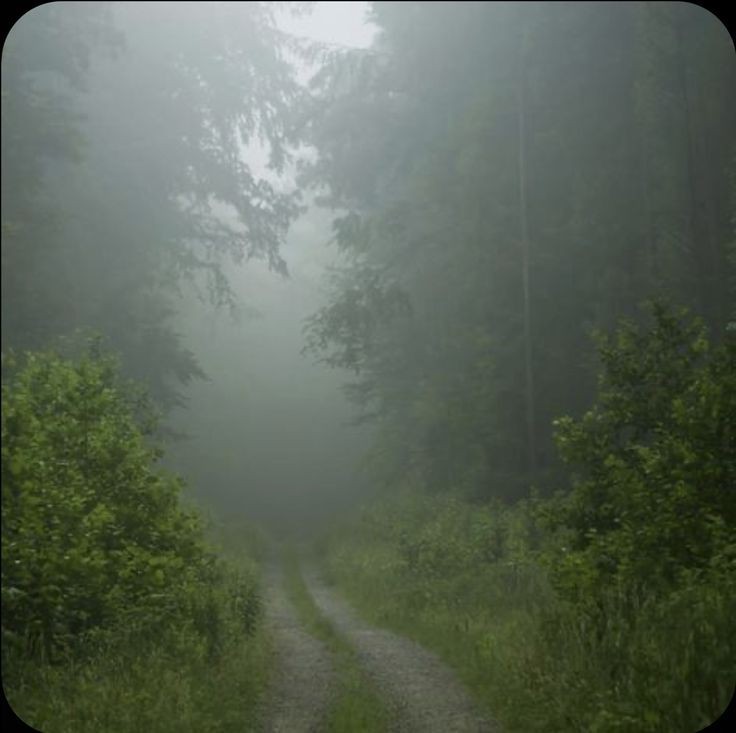 Create meme: foggy morning, nature , nature is dark