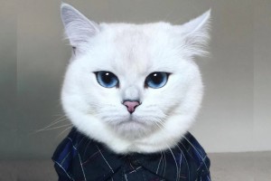 Создать мем: самые красивые коты, кот в одежде, кот