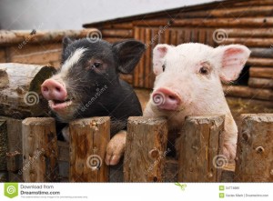 Создать мем: животные милые, свинья большая, свинья на заборе
