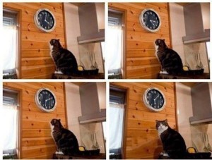 Создать мем: кот смотрит на часы, мем пора кот, кот пора