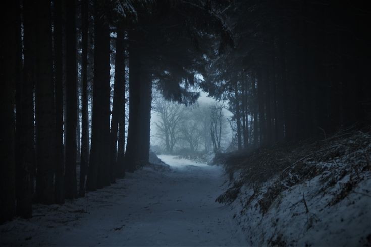 Create meme: forest snow , dark snowy forest, in the winter forest