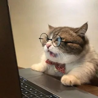 Создать мем: котик за компьютером, кот с компьютером мем, кот за компьютером
