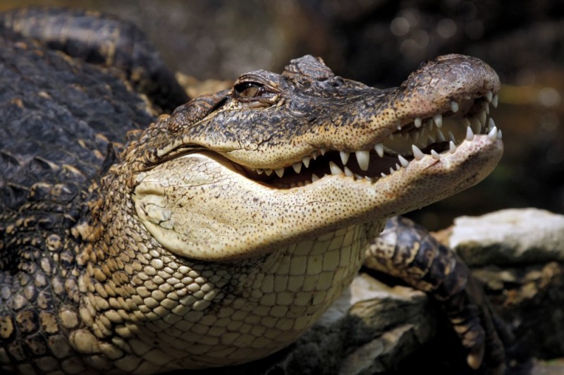 Создать мем: улыбка крокодила, крокодил морда, улыбающийся крокодил