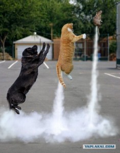 Создать мем: новый вискас теперь гороховый, летающие коты, кот на ракете
