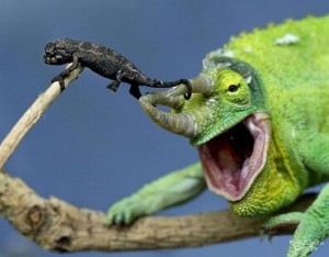 Create meme: pictures funny chameleon, pictures chameleon funny, funny pictures of chameleons