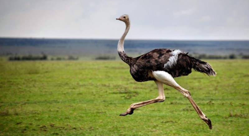 Create meme: African ostrich, ostrich , bird ostrich