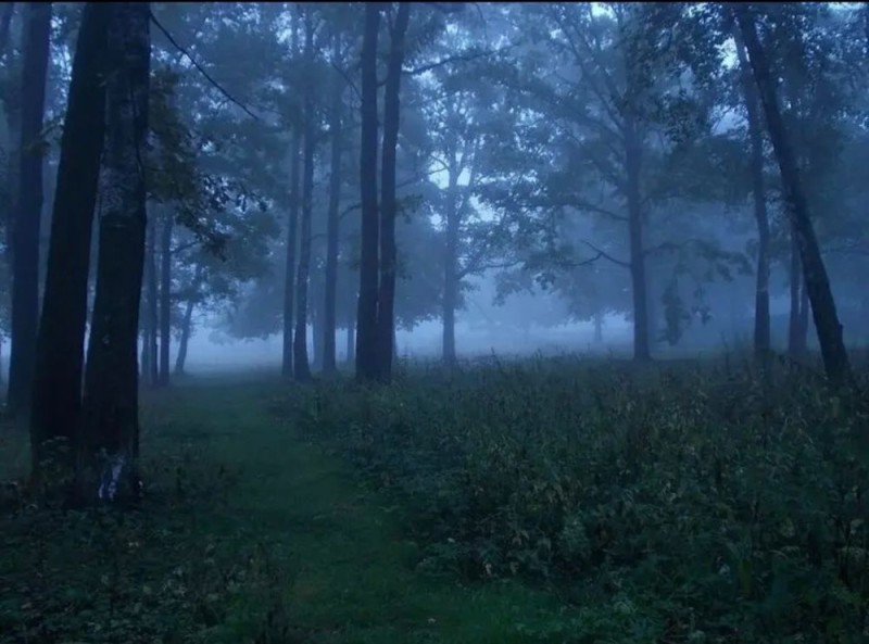Создать мем: лес в тумане, туманное утро в лесу, темный лес