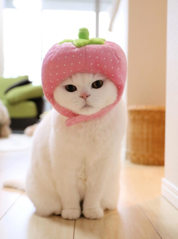 Создать мем: мими котики, милые котики с клубничкой, милые котики в шапочках