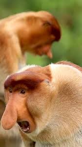 Create meme: a monkey with a long nose, a proboscis monkey , monkey nosey 