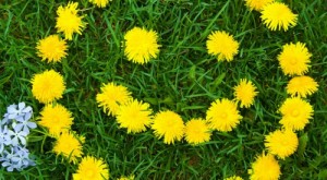 Создать мем: dandelion, karahindiba bitkisi, одуванчик