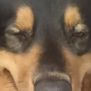 Create meme: Dachshund eye Desk, animals, dog