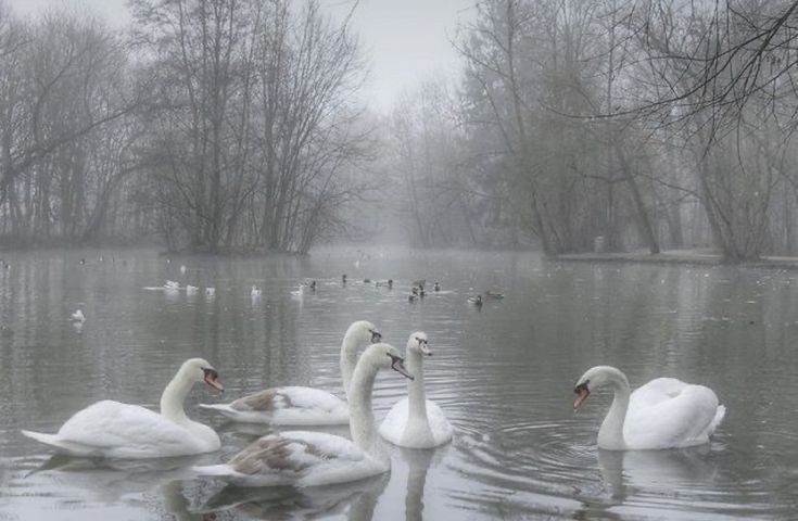 Создать мем: лебеди на снегу, красивые лебеди, лебеди в озере