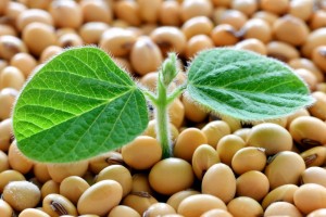 Create meme: soybean seeds, plant, soy