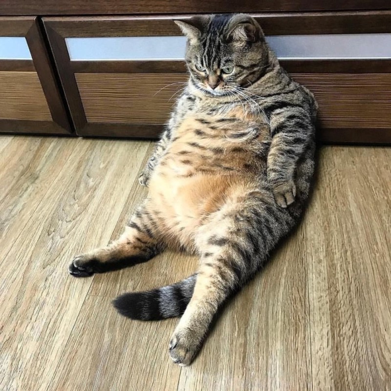 Создать мем: жирный кот, смешной толстый кот, очень толстые коты